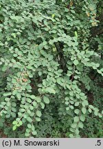 Cotoneaster tomentosus (irga kutnerowata)