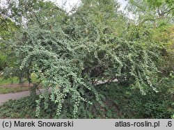 Cotoneaster tomentosus (irga kutnerowata)