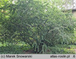 Cotoneaster tomentosus (irga kutnerowata)