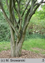 Euonymus hamiltonianus (trzmielina Hamiltona)