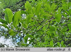 Euonymus hamiltonianus (trzmielina Hamiltona)