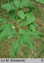 Euonymus hamiltonianus (trzmielina Hamiltona)