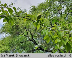 Pseudocydonia sinensis (pigwowiec chiński)