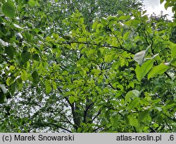 Pseudocydonia sinensis (pigwowiec chiński)
