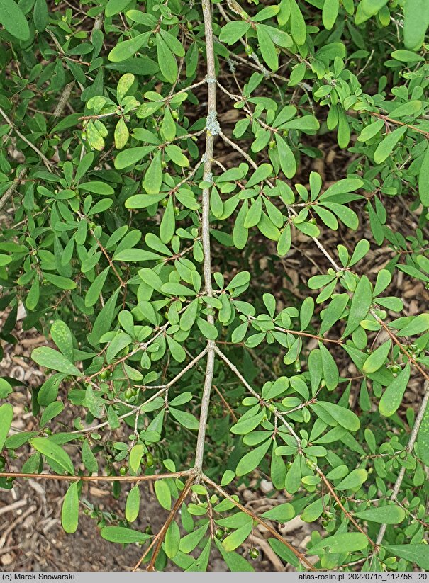 Lonicera myrtilloides (suchodrzew borówkolistny)