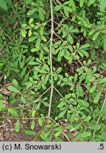 Lonicera myrtilloides (suchodrzew borówkolistny)