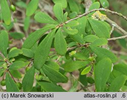 Lonicera myrtilloides (suchodrzew borówkolistny)
