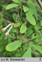 Lonicera myrtilloides (suchodrzew borówkolistny)