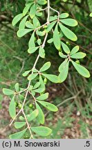 Lonicera myrtilloides (suchodrzew borówkolistny)