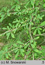 Lonicera myrtilloides (suchodrzew borówkolistny)