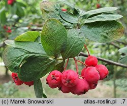 ×Sorbocotoneaster pozdnjakovii (jarzęboirga Pozdnjakova)