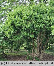 Heptacodium miconioides (heptakodium chińskie)