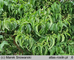 Heptacodium miconioides (heptakodium chińskie)