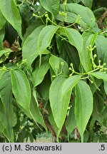 Heptacodium miconioides (heptakodium chińskie)