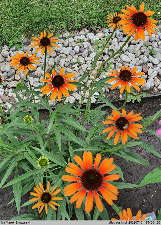 Echinacea Flame Thrower