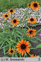 Echinacea Flame Thrower