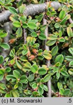 Cotoneaster horizontalis (irga pozioma)