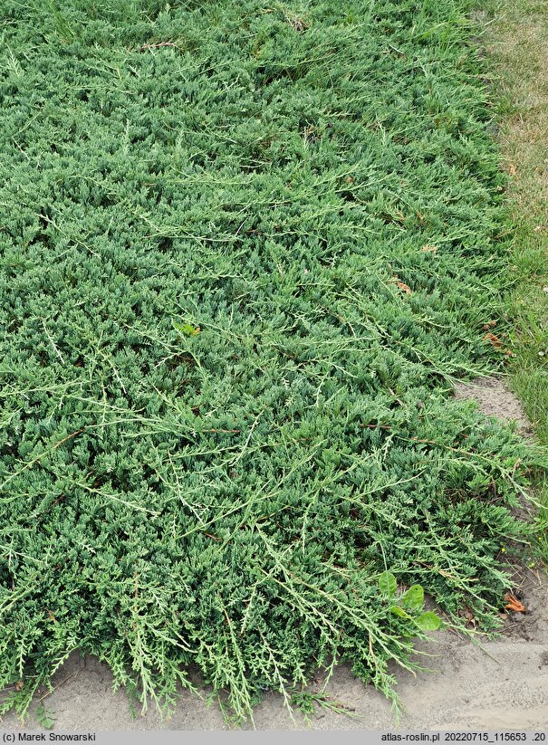 Juniperus horizontalis Douglasii