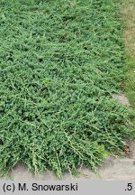 Juniperus horizontalis Douglasii