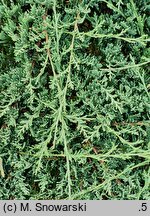 Juniperus horizontalis Douglasii