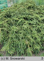 Cotoneaster integrifolius (irga całolistna)
