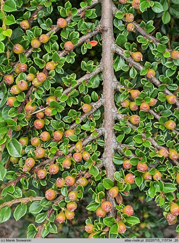 Cotoneaster integrifolius (irga całolistna)