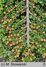 Cotoneaster integrifolius (irga całolistna)