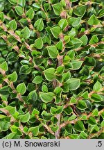 Cotoneaster integrifolius (irga całolistna)