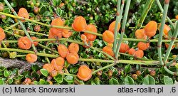 Ephedra gerardiana var. sikkimensis