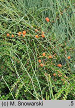Ephedra gerardiana var. sikkimensis