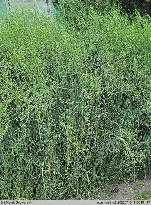 Ephedra gerardiana var. sikkimensis