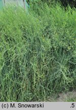 Ephedra gerardiana var. sikkimensis