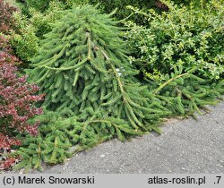 Picea abies Formanek