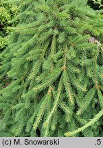 Picea abies Formanek