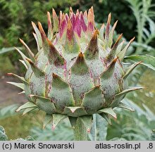 Cynara scolymus (karczoch)