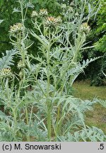 Cynara scolymus (karczoch)
