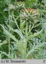 Cynara scolymus (karczoch)