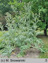 Cynara scolymus (karczoch)