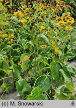 Inula magnifica (oman wspaniały)