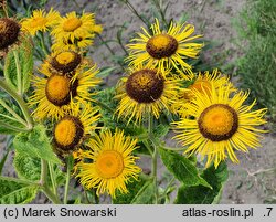 Inula magnifica (oman wspaniały)