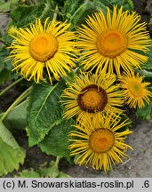 Inula magnifica (oman wspaniały)