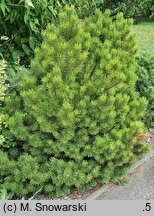 Pinus mugo Ophir