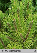Pinus mugo Ophir