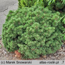 Pinus mugo Allgäu