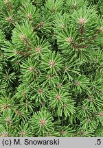 Pinus mugo Allgäu