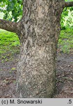 Corylus colurna (leszczyna turecka)