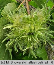 Corylus colurna (leszczyna turecka)