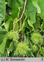 Corylus colurna (leszczyna turecka)