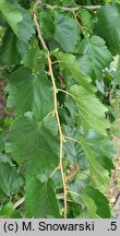 Corylus colurna (leszczyna turecka)