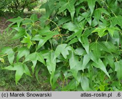 Acer pictum ssp. mono (klon mandżurski)